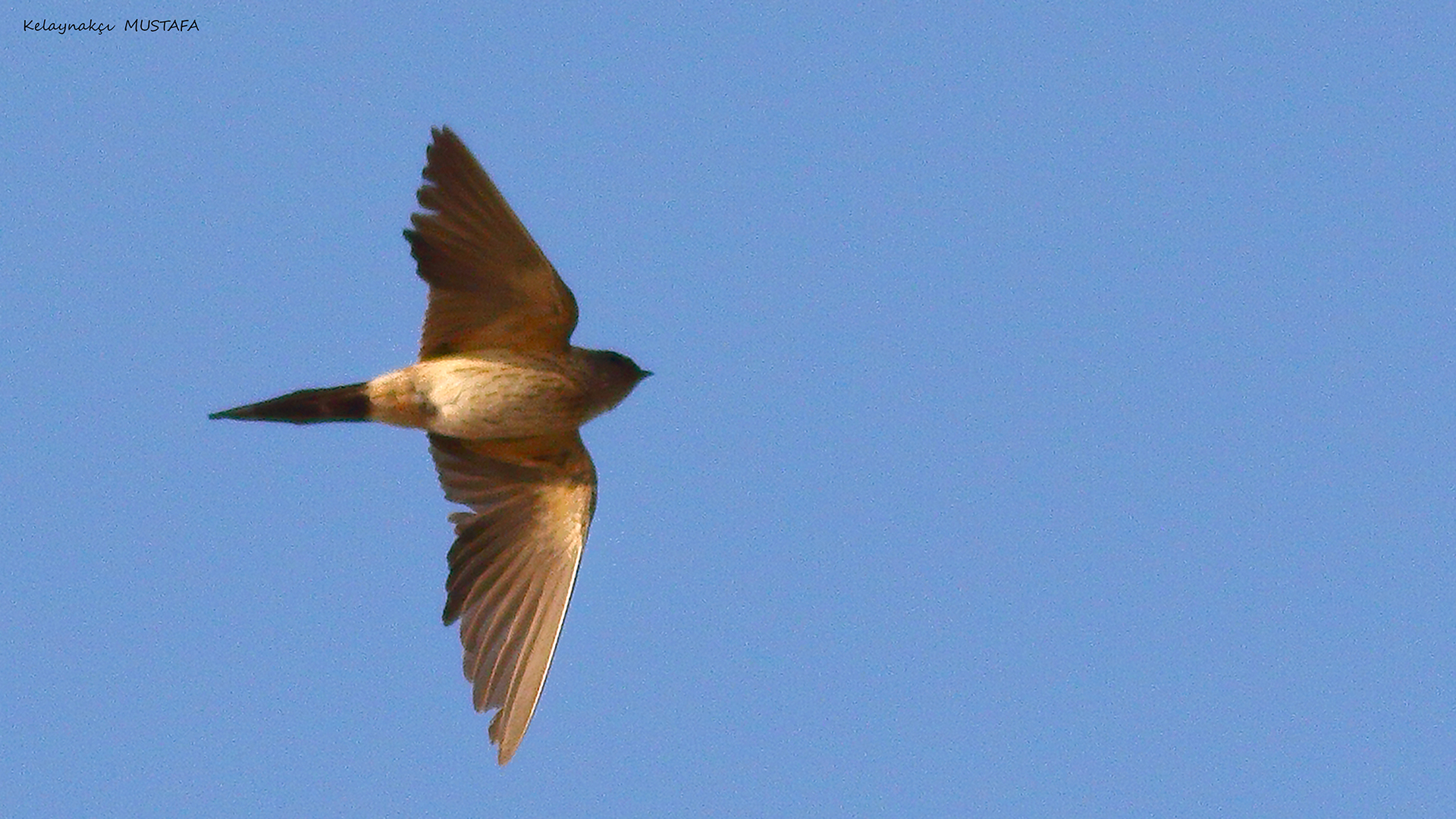 Eastern Red-rumped Swallow